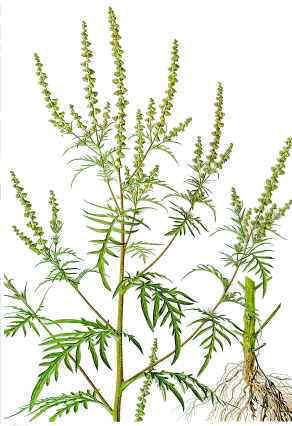 Ambrosia artemisiifolia (Parlagfű)