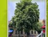 Gesztenyefa - at Év fája verseny kerületi jelöltje